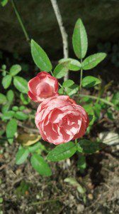 tiniest rose