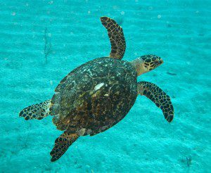 sea turtle near Grand Cayman