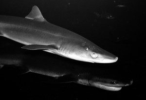 image two seven gill sharks
