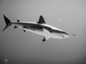 image shark chase