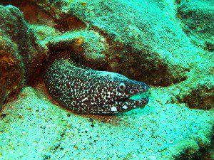 Spotted moray on Grand Cayman