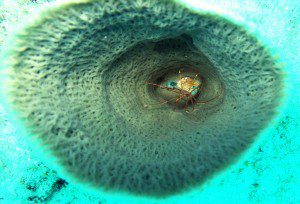 Arrow crab on Grand Cayman