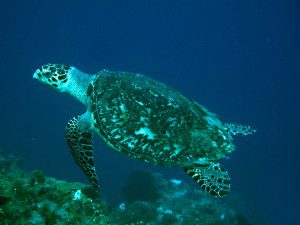 Sea turtle on a reef on Grand Cayman